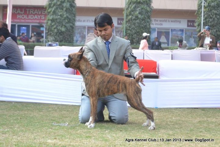 boxer,sw-78,, 2013 Agra Dog Show, DogSpot.in