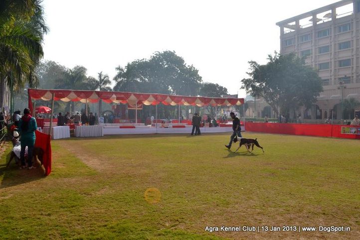 show ground,sw-78,, 2013 Agra Dog Show, DogSpot.in