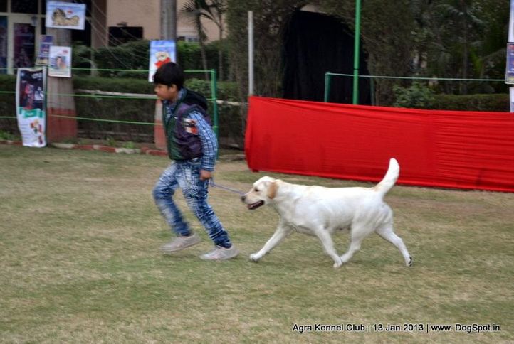 child handling,sw-78,, 2013 Agra Dog Show, DogSpot.in