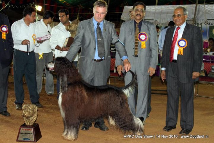 afghan,sw-11,ex-41,lineup,, IN. CH AUST. CH. SATANG TOPHAT NTAILS, Afghan Hound, DogSpot.in