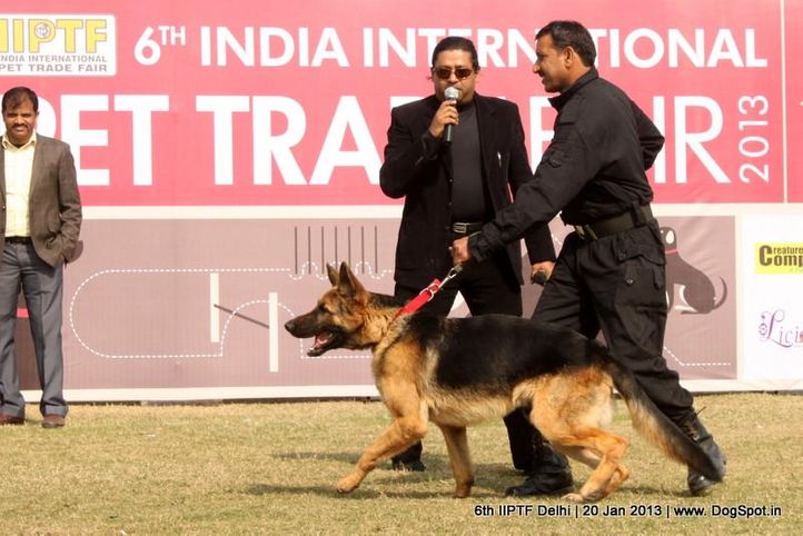 6th iiptf delhi,obedience show,, 6th IIPTF Delhi , DogSpot.in