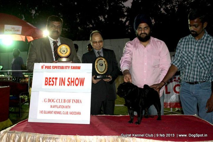 9th pug speciality,ex-30,line up,pug,, 9th Pug Specialty Vadodara, DogSpot.in