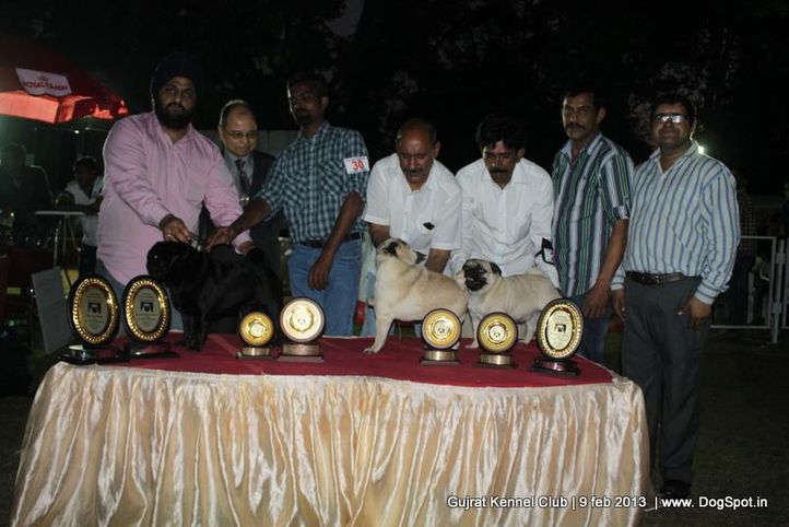 9th pug speciality,line up,pug,, 9th Pug Specialty Vadodara, DogSpot.in