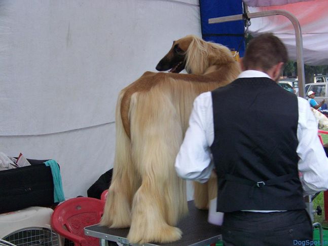 Afghan Hounds, Afghan Hounds, DogSpot.in