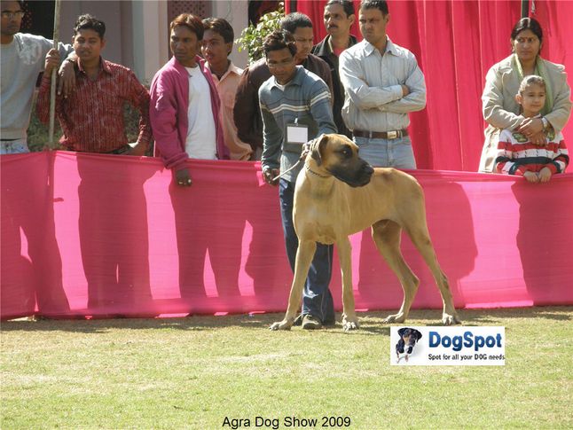 Great Dane,, Agra Dog Show 2008-09, DogSpot.in