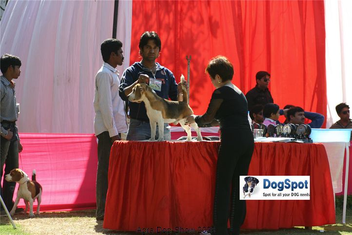 beagle,, Agra Dog Show 2008-09, DogSpot.in