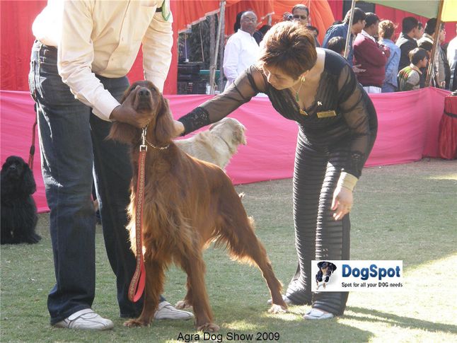 Iris Setter,, Agra Dog Show 2008-09, DogSpot.in