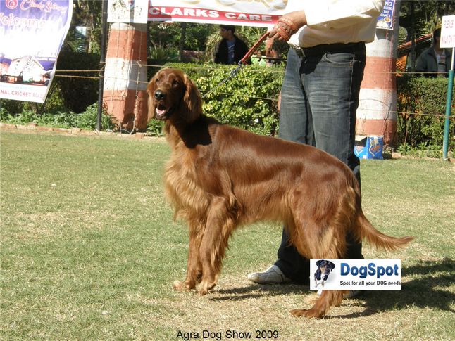 Iris Setter,, Agra Dog Show 2008-09, DogSpot.in