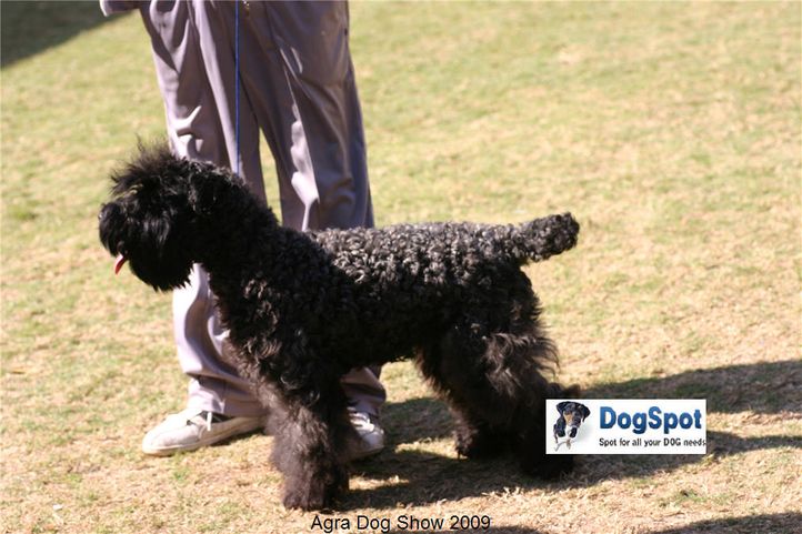 KBT,Kerry Blue,, Agra Dog Show 2008-09, DogSpot.in