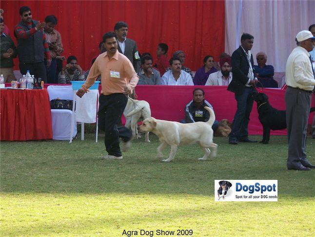Labrador,, Agra Dog Show 2008-09, DogSpot.in