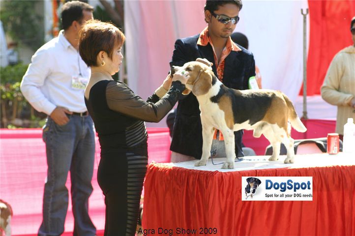 beagle,, Agra Dog Show 2008-09, DogSpot.in