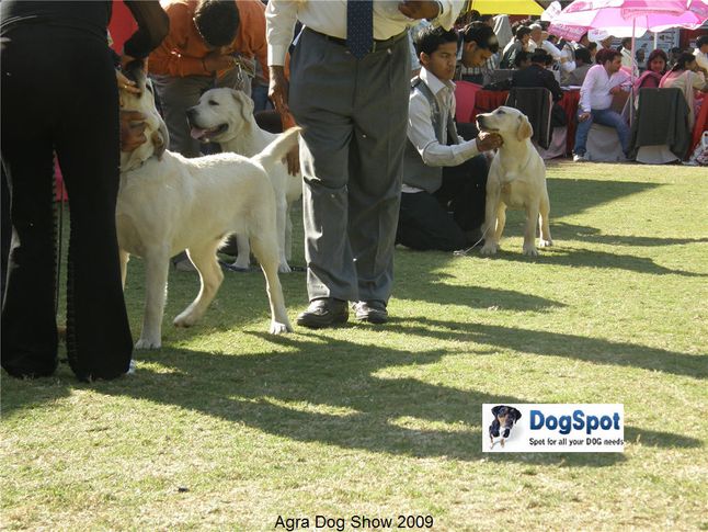 Labrador,, Agra Dog Show 2008-09, DogSpot.in