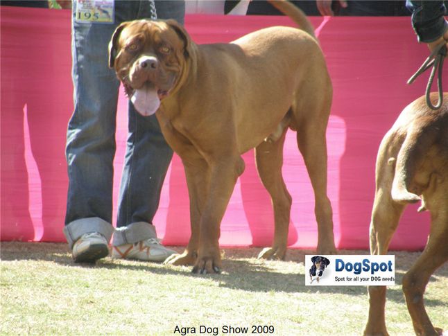 mastiff,, Agra Dog Show 2008-09, DogSpot.in
