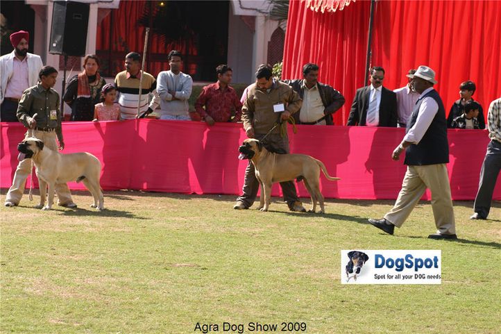 mastiff,, Agra Dog Show 2008-09, DogSpot.in