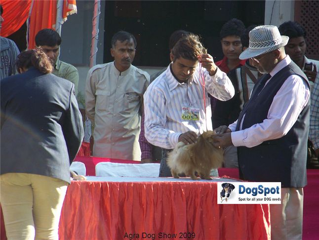Pomeranian,Poms,, Agra Dog Show 2008-09, DogSpot.in