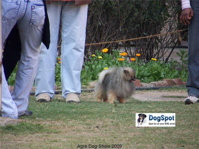 Pomeranian,Poms,, Agra Dog Show 2008-09, DogSpot.in