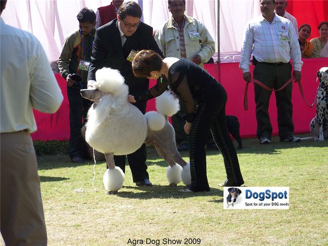poodle,, Agra Dog Show 2008-09, DogSpot.in