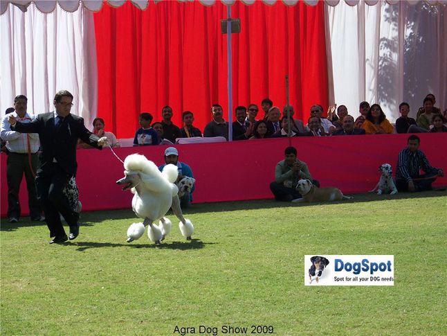 poodle,, Agra Dog Show 2008-09, DogSpot.in
