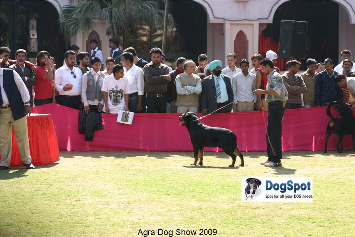 rottweiler,, Agra Dog Show 2008-09, DogSpot.in