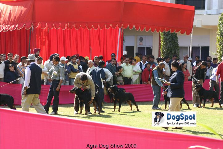 rottweiler,, Agra Dog Show 2008-09, DogSpot.in