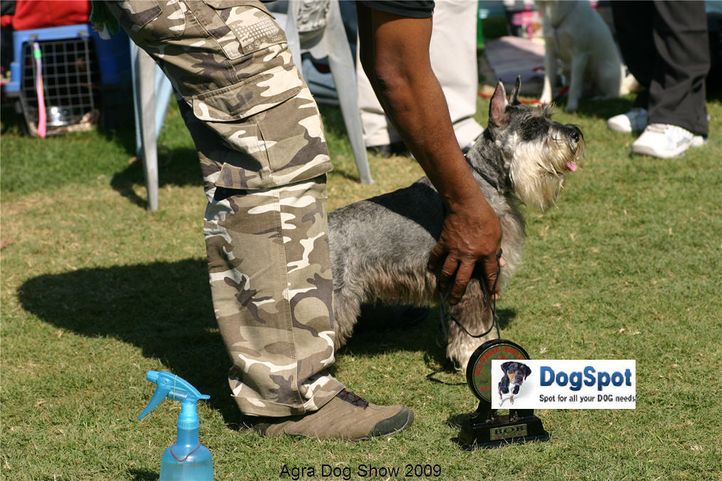 Schnauzer,, Agra Dog Show 2008-09, DogSpot.in