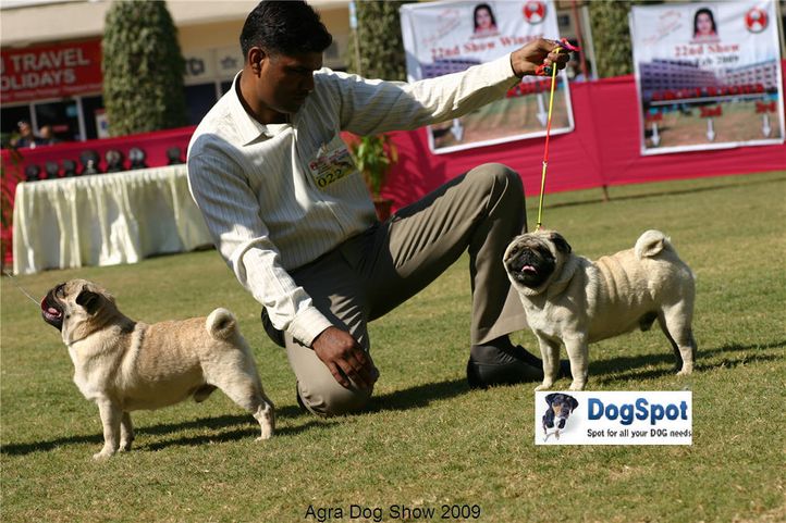 Pug,, Agra Dog Show 2008-09, DogSpot.in