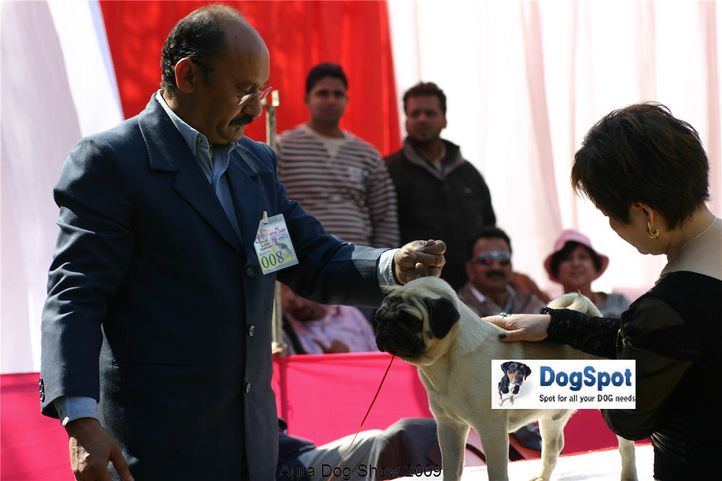 Pug,, Agra Dog Show 2008-09, DogSpot.in