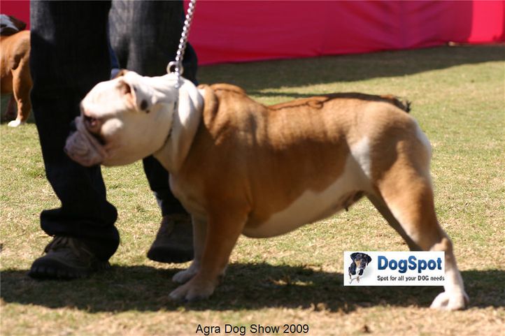 Bull Dog,, Agra Dog Show 2008-09, DogSpot.in