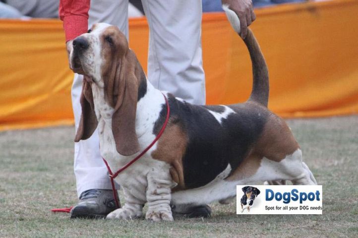 Basset,, Agra Dog Show 2010, DogSpot.in