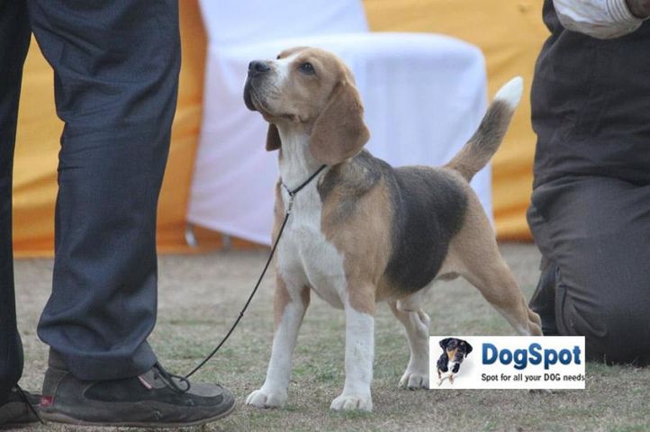 Beagle,Moonlight,, Agra Dog Show 2010, DogSpot.in