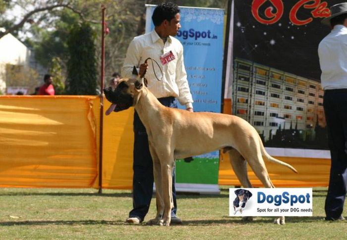 Great Dane,, Agra Dog Show 2010, DogSpot.in