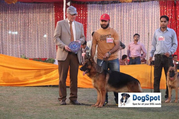 GSD,Nexx,, Agra Dog Show 2010, DogSpot.in