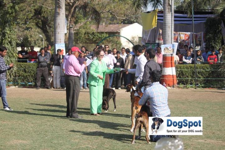 Boxer,, Agra Dog Show 2010, DogSpot.in