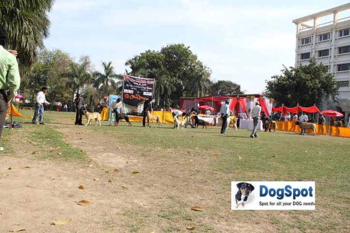 Group Judging,Working Group,, Agra Dog Show 2010, DogSpot.in