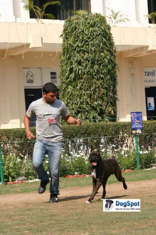 Boxer,, Agra Dog Show 2010, DogSpot.in