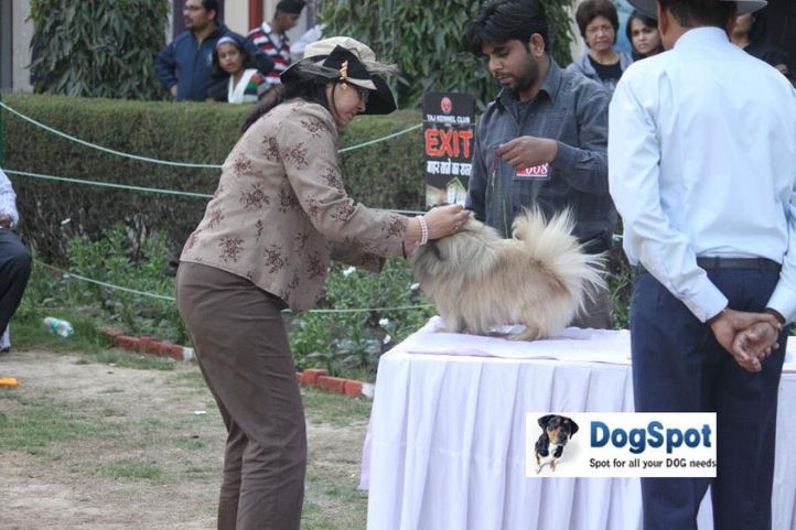 Pekingese,, Agra Dog Show 2010, DogSpot.in