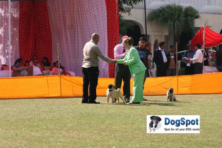 Pug,, Agra Dog Show 2010, DogSpot.in