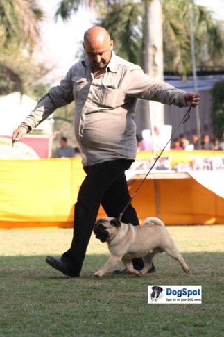 Pug,, Agra Dog Show 2010, DogSpot.in
