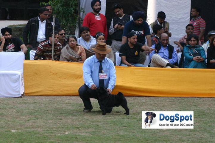 Prince of Darkness,Pug,, Agra Dog Show 2010, DogSpot.in