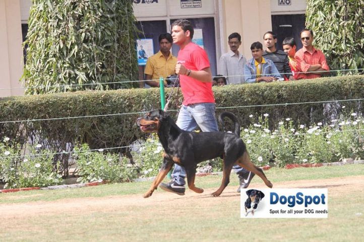Rottweiler,, Agra Dog Show 2010, DogSpot.in