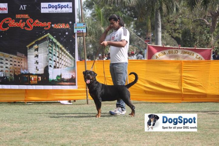 Rottweiler,, Agra Dog Show 2010, DogSpot.in