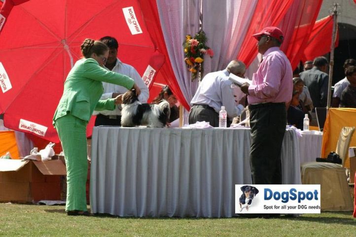 shih tzu,, Agra Dog Show 2010, DogSpot.in