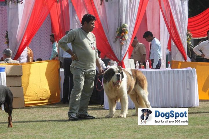 St Bernard,, Agra Dog Show 2010, DogSpot.in