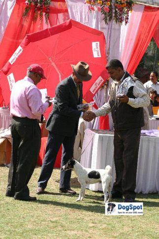 Fox Terrier,, Agra Dog Show 2010, DogSpot.in