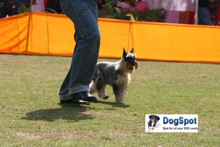 Schnauzer,, Agra Dog Show 2010, DogSpot.in