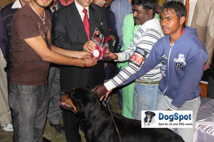 Lineup,Phyton,, Agra Dog Show 2010, DogSpot.in