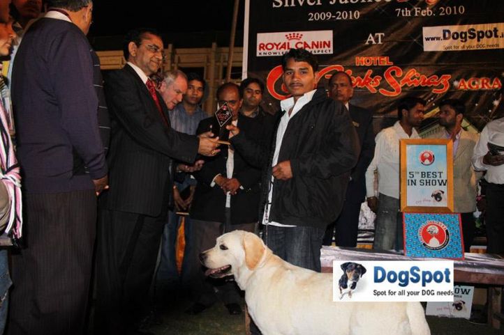 Baby of Sunnyland,Lineup,, Agra Dog Show 2010, DogSpot.in