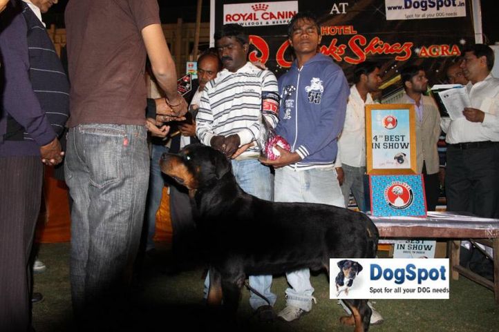 Lineup,Phyton,, Agra Dog Show 2010, DogSpot.in