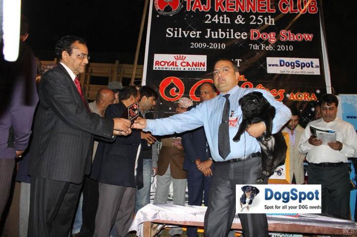 Lineup,Prince of Darkness,, Agra Dog Show 2010, DogSpot.in