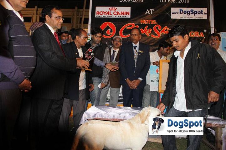Baby of sunnyland,Lineup,, Agra Dog Show 2010, DogSpot.in